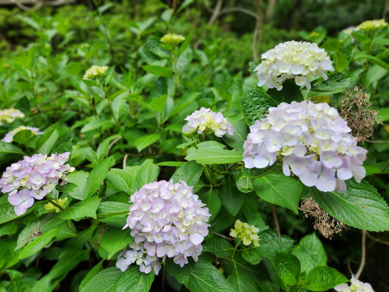 Tree Kada iwafu - The 20th Kada Tree Planting Festival|Kansai Wakayama|Japan ...