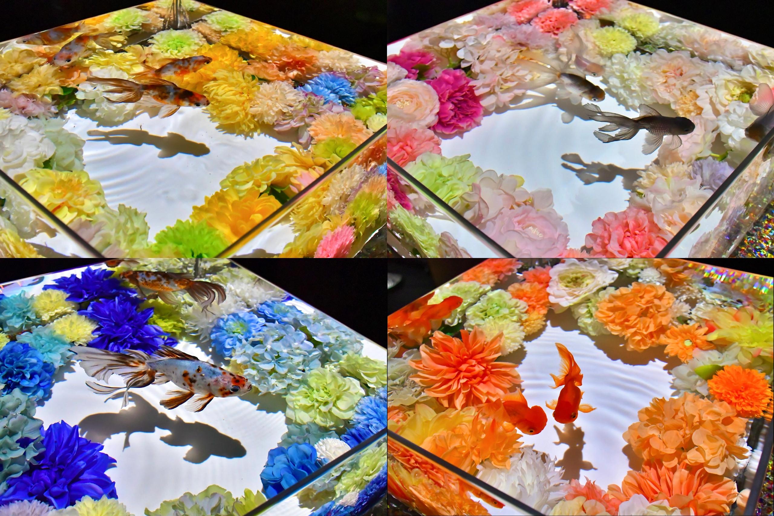 iwafu - Art Aquarium Museum GINZA 