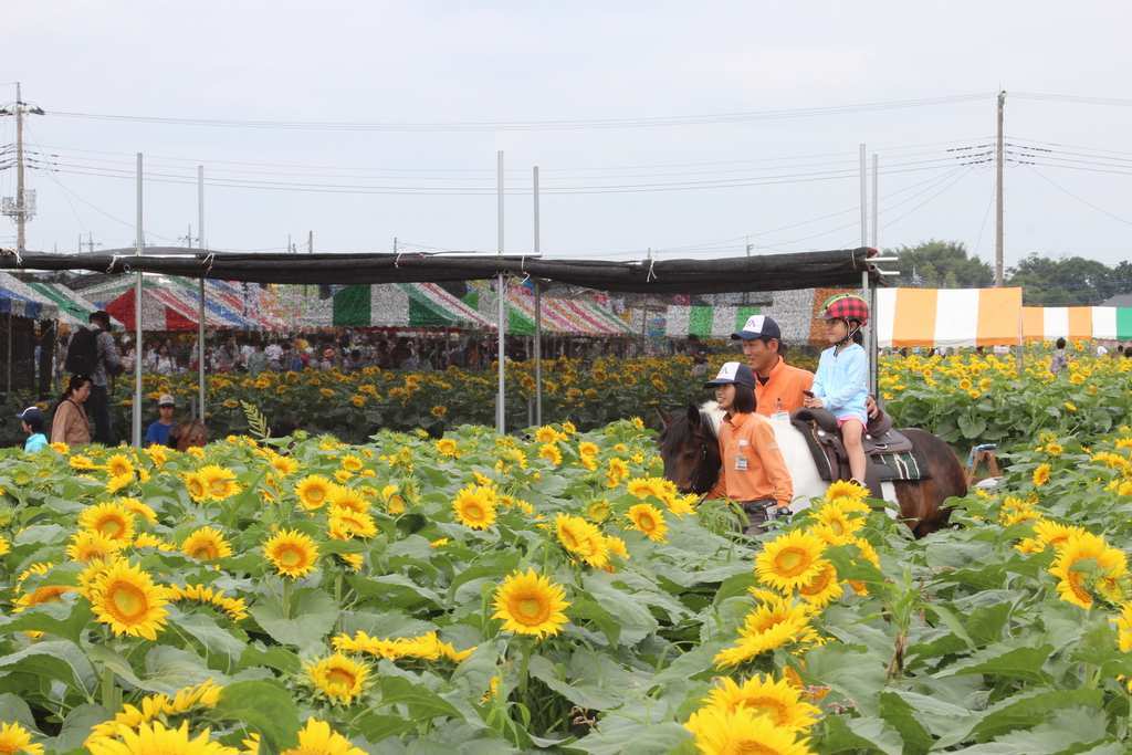 Sunflowers Garden風になりたい iwafu - Sunflower Festival at Expo '70 Commemorative Park