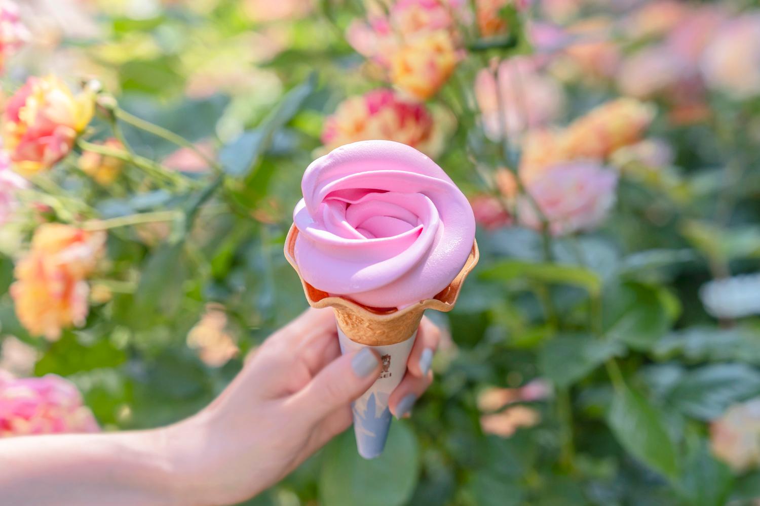 そめ花・薔薇と四季の花たち iwafu - 練馬区立 四季の香ローズガーデン『2026オータム
