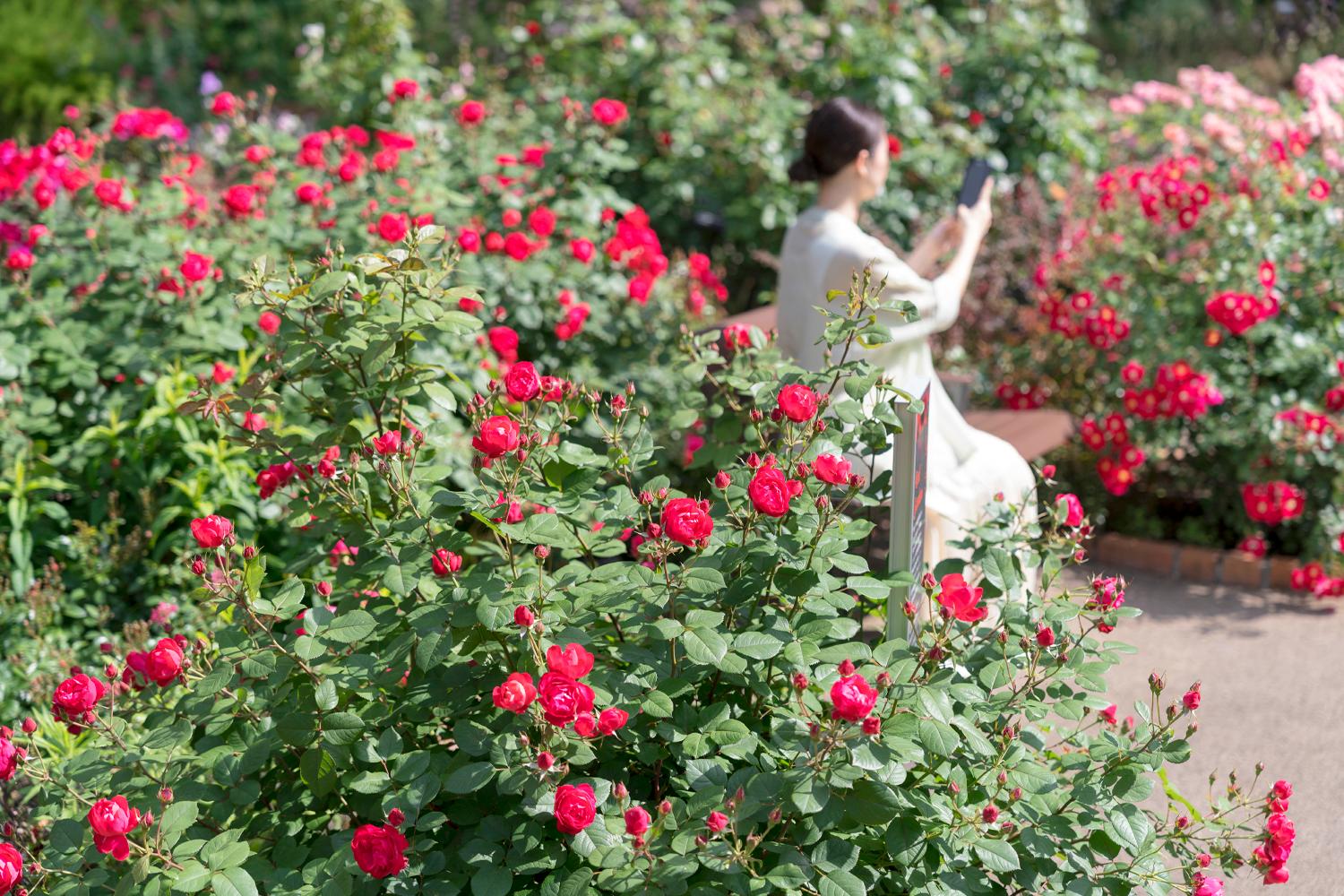 iwafu - Nerima City Shikino Kaori Rose Garden '2026 Rose Garden