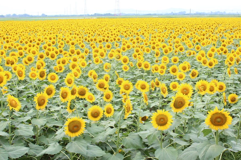 Sunflowers Garden風になりたい Sunflowers Garden風になりたい Sunflowers Garden風になりたい