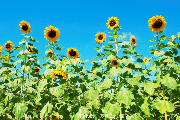 iwafu - Sunflower Festival at Expo '70 Commemorative Park