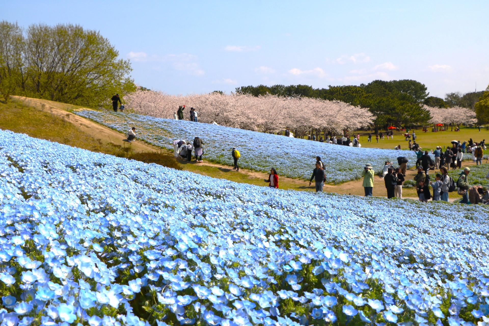 iwafu - 国営海の中道海浜公園「海の中道フラワーピクニック2026