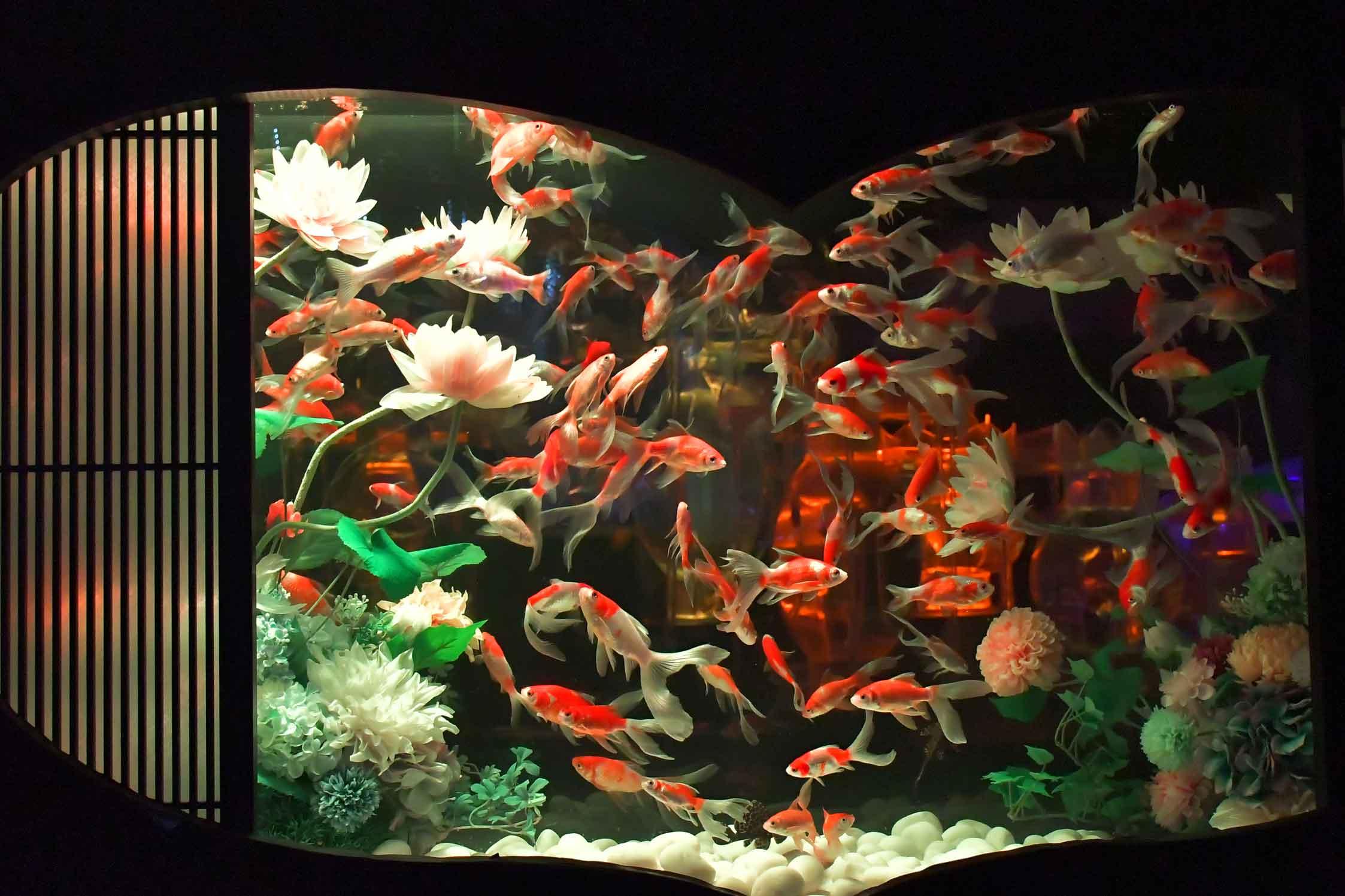 iwafu - Art Aquarium Museum GINZA 