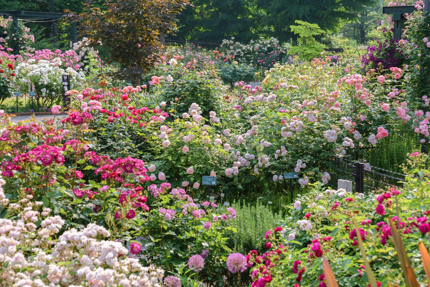 iwafu - Nerima City Shikino Kaori Rose Garden '2026 Rose Garden