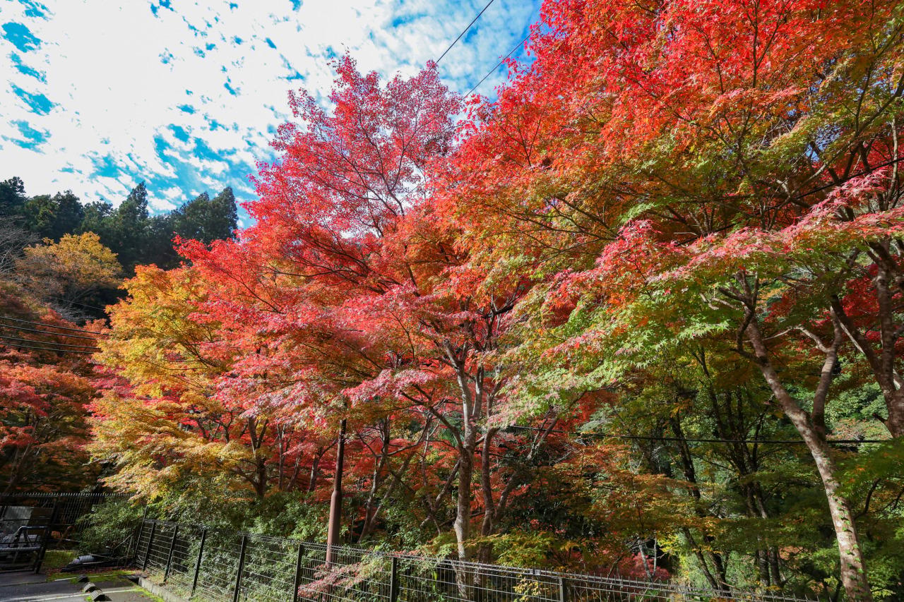 iwafu - 玉川峡枫叶｜关西和歌山｜日本期间限定文化旅游指南｜深度体验